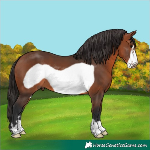 Horse Color:Unknown 