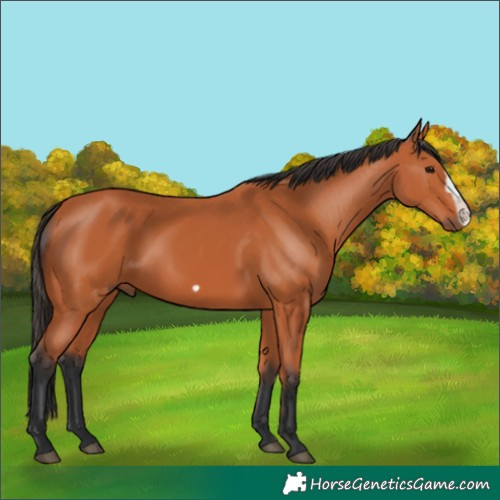 Horse Color:Bay Frame 