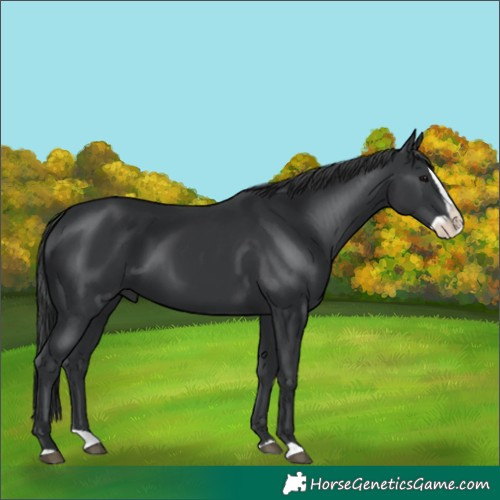 Horse Color:Black Splash 