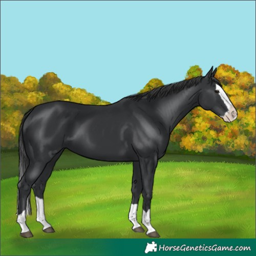 Horse Color:Black Splash 
