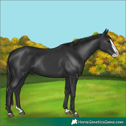 Horse Color:Black Splash