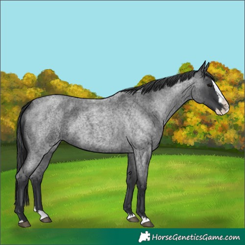Horse Color:Blue Roan Splash 