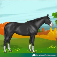 Horse Color:Black Splash 