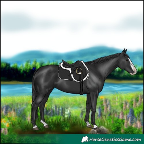 Horse Color:Black Splash 
