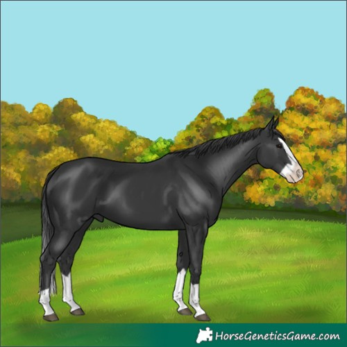 Horse Color:Black Splash 