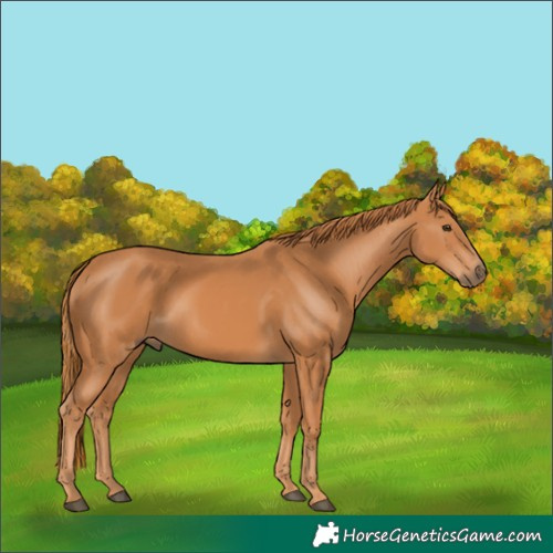 Horse Color:Chestnut 