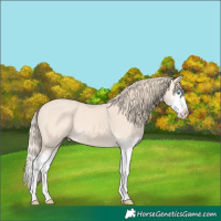 Horse Color:Perlino Splash and Perlino Splash
