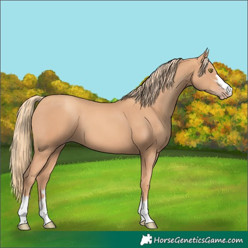 Horse Color:Gold Champagne 