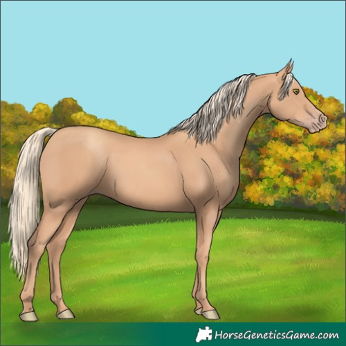 Horse Color:Gold Champagne