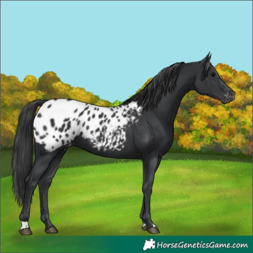 Horse Color:Black Appaloosa