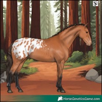 Horse Color:Bay Appaloosa 
