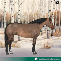 Horse Color:Brown Dun  and Bay Dun 