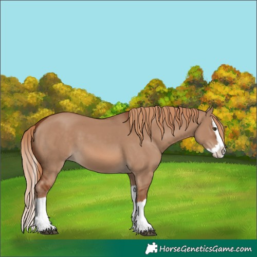 Horse Color:Red Dun Splash 