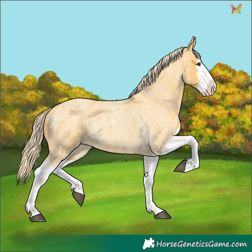 Horse Color:Palomino Roan Splash