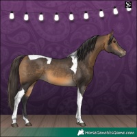 Horse Color:Buckskin Tobiano 
