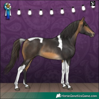 Horse Color:Buckskin Tobiano 