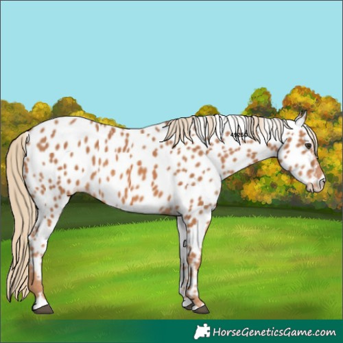 Horse Color:Chestnut Near Leopard 