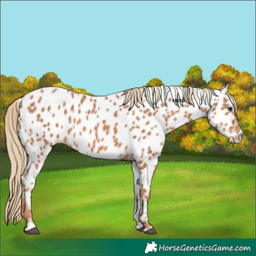 Horse Color:Chestnut Appaloosa 