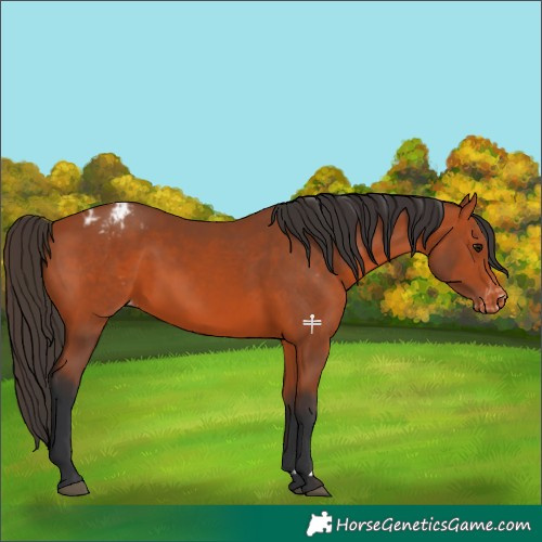 Horse Color:Bay Appaloosa 
