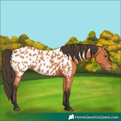 Horse Color:Bay Appaloosa 