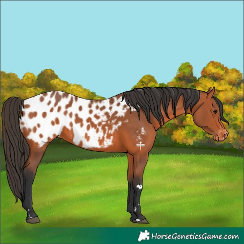 Horse Color:Bay Appaloosa 