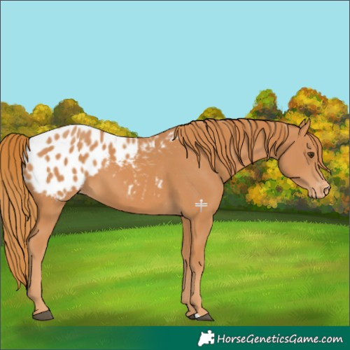 Horse Color:Chestnut Appaloosa 