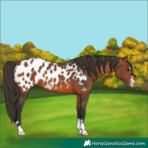 Horse Color:Bay Appaloosa 