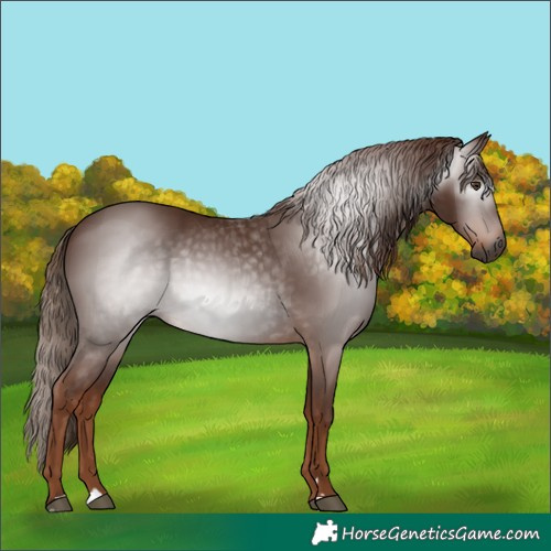 Horse Color:Gray Chestnut 