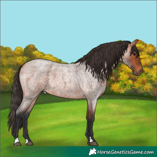 Horse Color:Bay Roan 