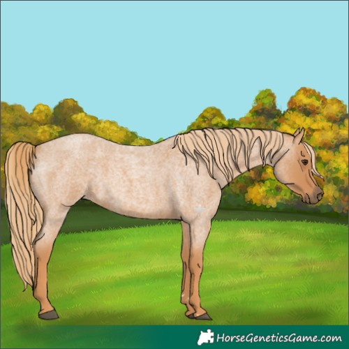 Horse Color:Red Roan 