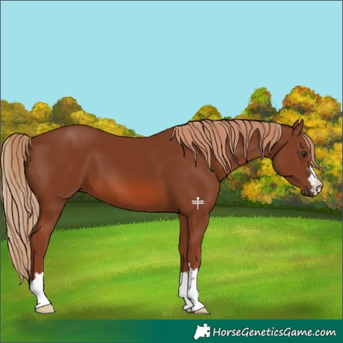 Horse Color:Chestnut 