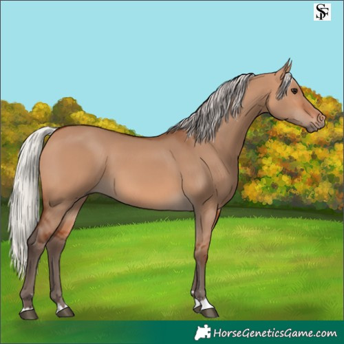 Horse Color:Silver Bay Dun 