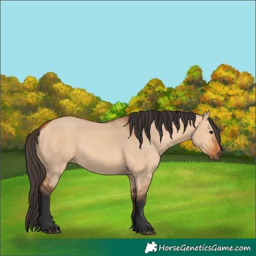 Horse Color:Bay Dun 