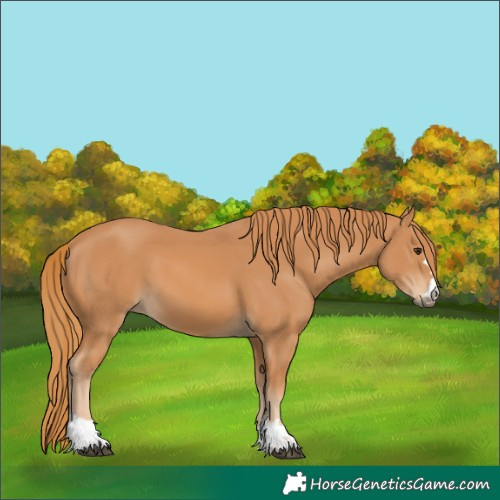 Horse Color:Chestnut 
