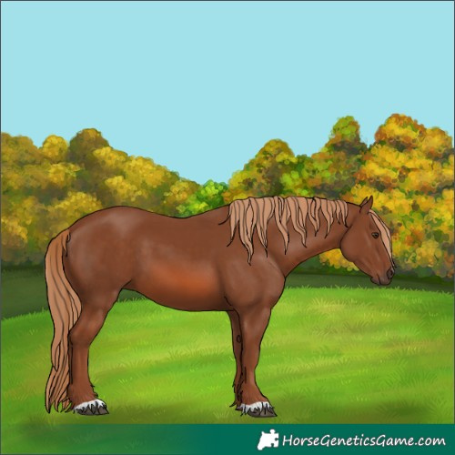 Horse Color:Chestnut 