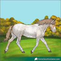 Horse Color:Red Roan Pearl Tobiano Frame