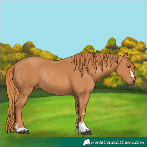 Horse Color:Chestnut Rabicano 