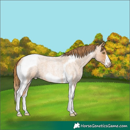 Horse Color:Red Roan Pearl Tobiano Frame