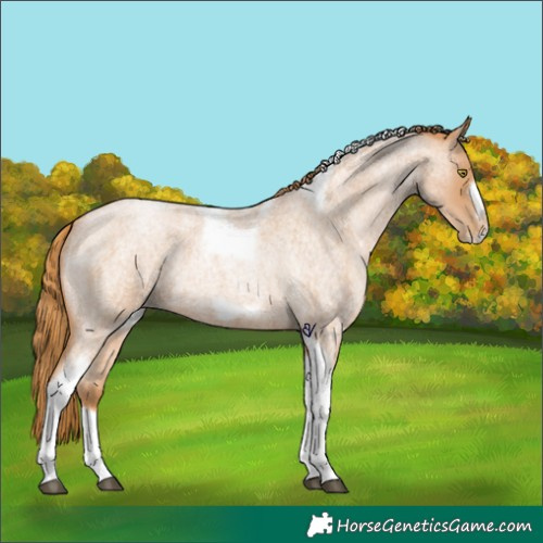 Horse Color:Red Roan Pearl Tobiano Frame 