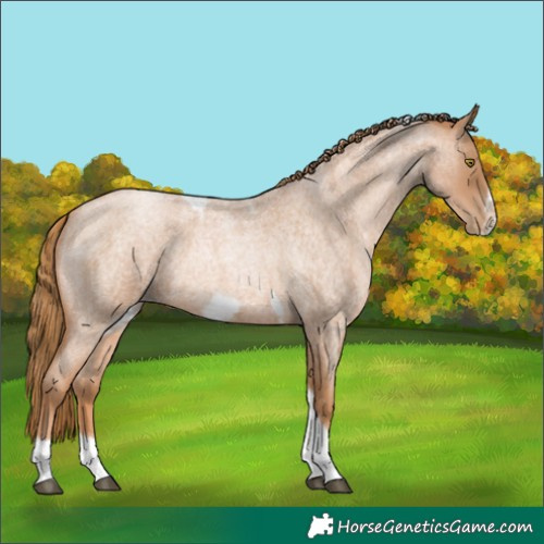 Horse Color:Red Roan Pearl Tobiano Frame 
