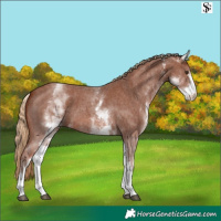 Horse Color:White Spotted Chestnut Sabino 