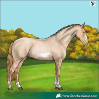 Horse Color:Red Roan Pearl Tobiano Frame 