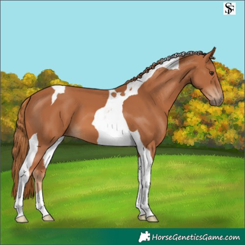Horse Color:Chestnut Tobiano 
