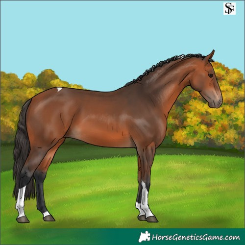Horse Color:Bay Tobiano 