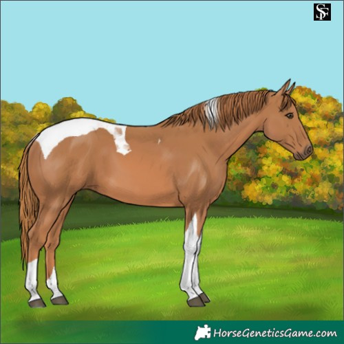 Horse Color:Chestnut Tobiano 