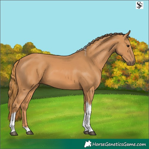 Horse Color:Chestnut Tobiano 