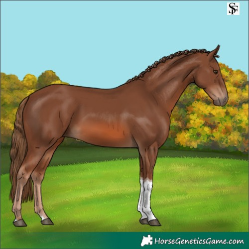 Horse Color:Chestnut Tobiano 
