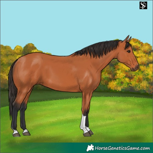 Horse Color:Bay Tobiano 
