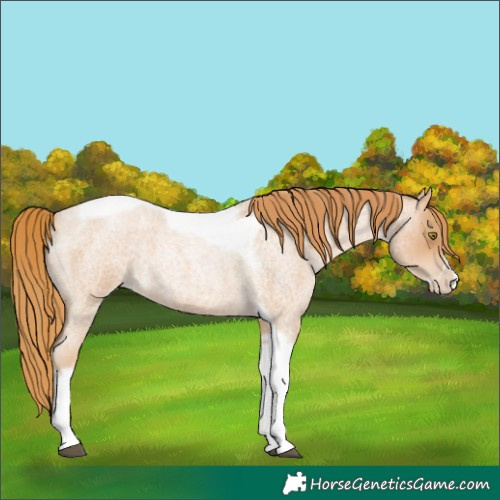 Horse Color:Red Roan Pearl Tobiano Frame 