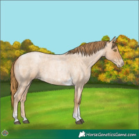Horse Color:Red Roan Pearl Tobiano Frame 